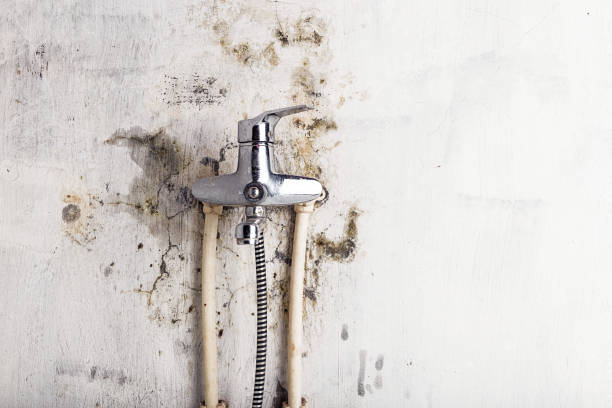 Best White Mold Remediation in Belle Plaine, IA