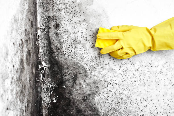 Best Mold Remediation for Specific Building Types in Belle Plaine, IA