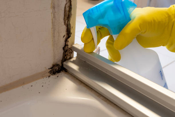 Best Kitchen Mold Remediation in Belle Plaine, IA