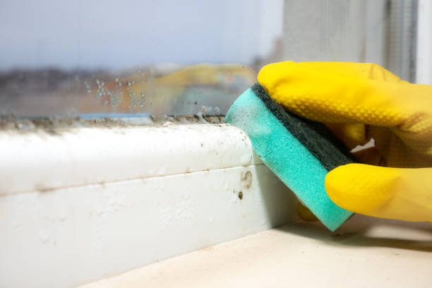 Best HVAC Mold Remediation in Belle Plaine, IA