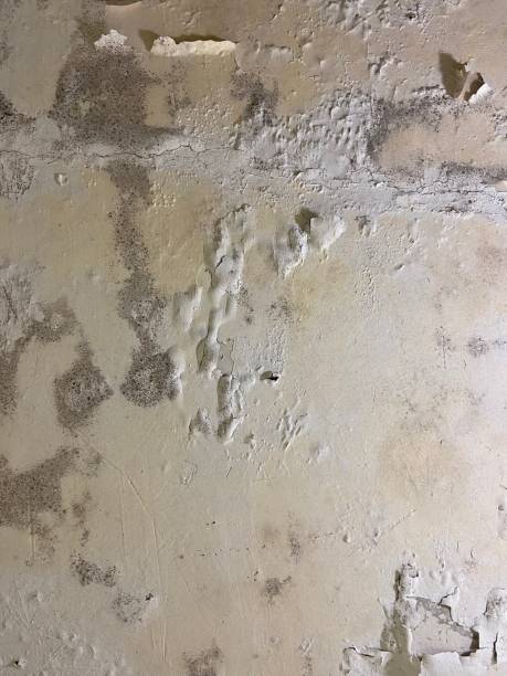 Best Residential Mold Remediation in Belle Plaine, IA