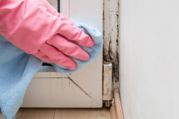 Best Basement Mold Remediation in Belle Plaine, IA